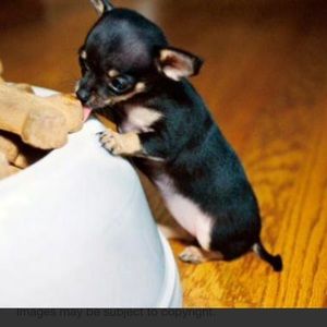 Meet your Posher, Grady