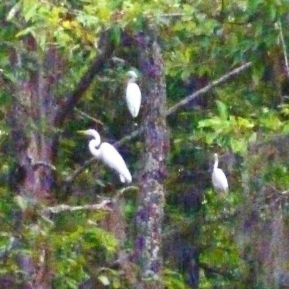 Meet your Posher, Annette - Picture 1 of 1