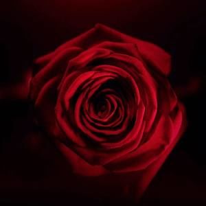 Meet your Posher, Vickie