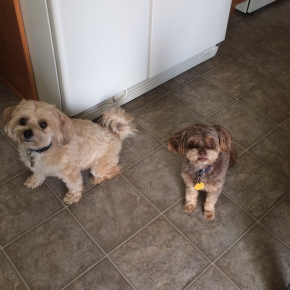 Meet your Posher, Kirby - Picture 2 of 4