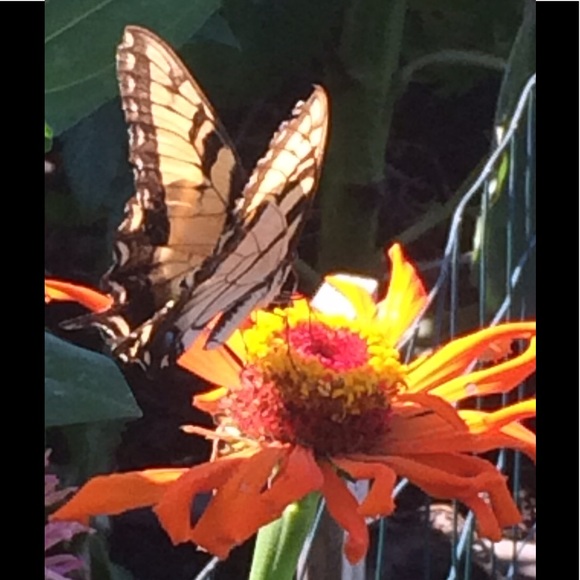 Meet your Posher, Kirby - Picture 3 of 4