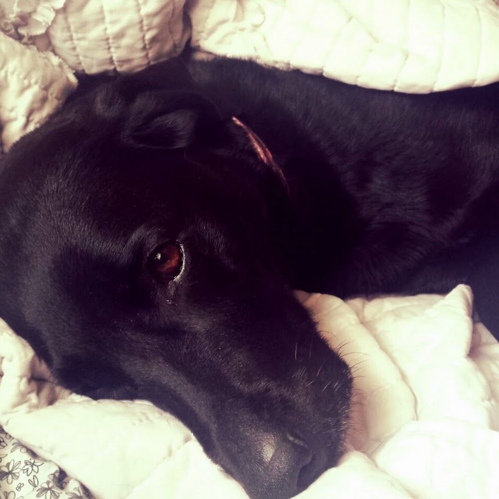 Meet your Posher, Karlie