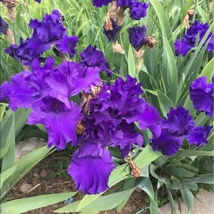 Meet your Posher, Annette