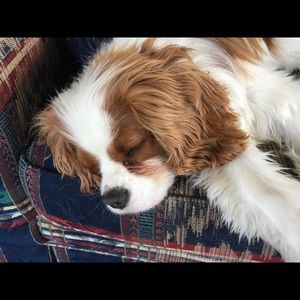 Meet your Posher, Anne