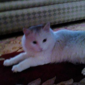 Meet your Posher, Lyn