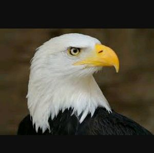 Meet your Posher, Ana