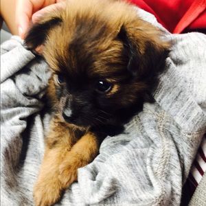 Meet your Posher, Priscilla