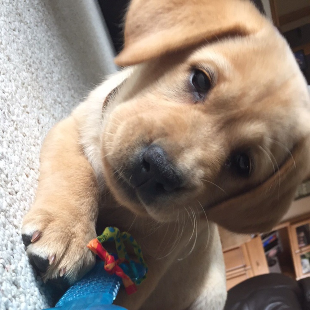 Meet your Posher, Maggie