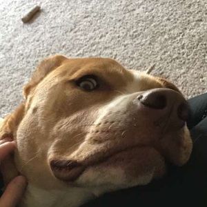 Meet your Posher, Dylan