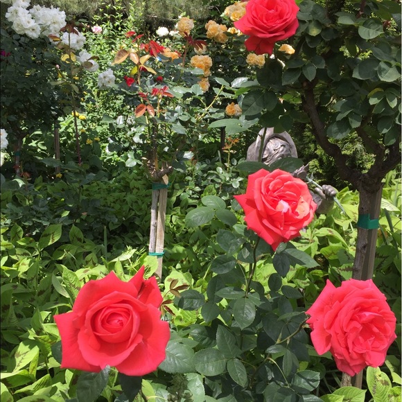 Ciao! I'm Sabrina - Picture 4 of 4