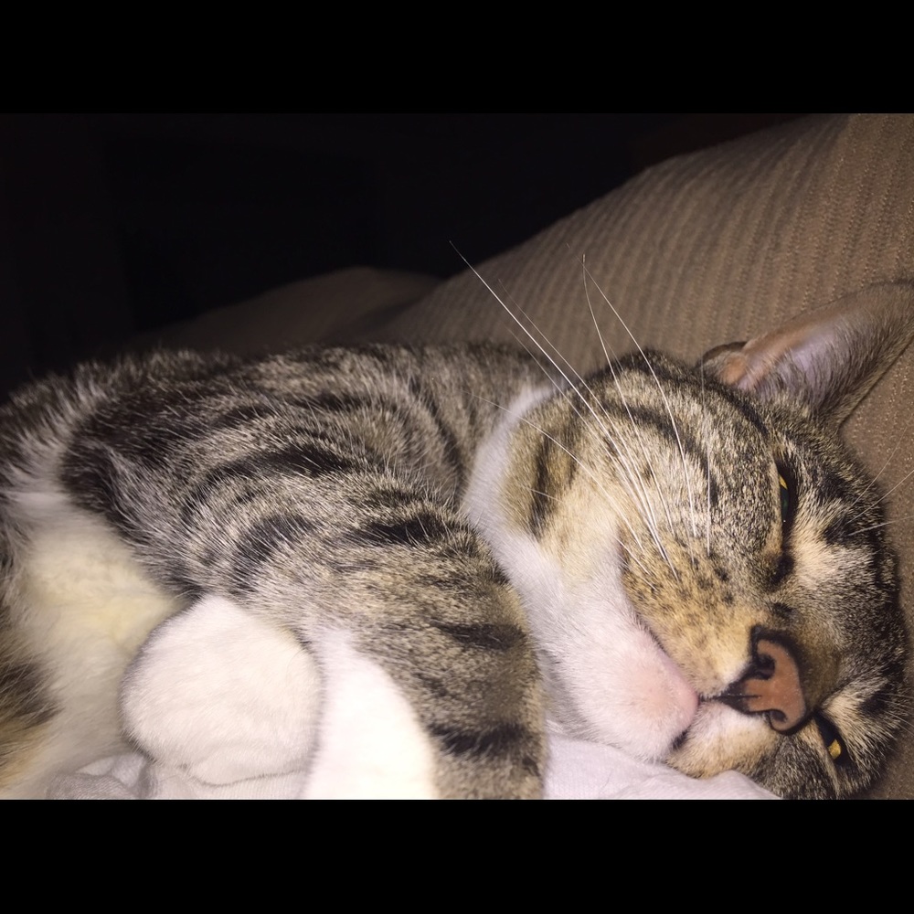 Meet your Posher, Paula