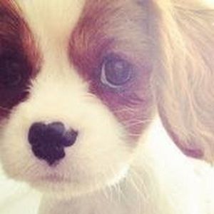 Meet your Posher, Emma