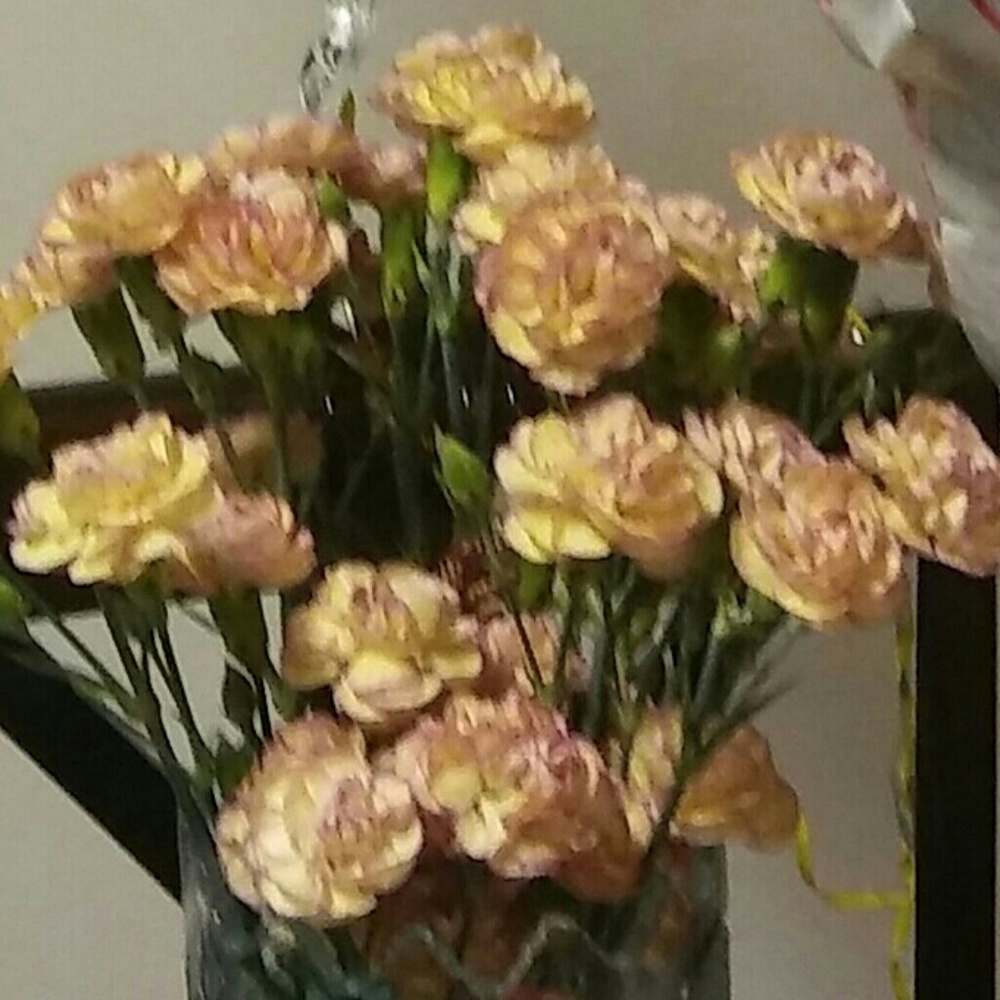 Meet your Posher, Kathy