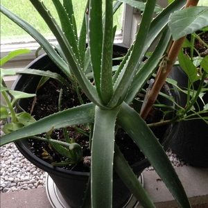 Meet your Posher, Ingrid