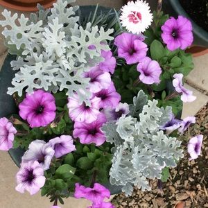 Meet your Posher, Mia