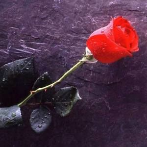 Meet your Posher, Sylvia