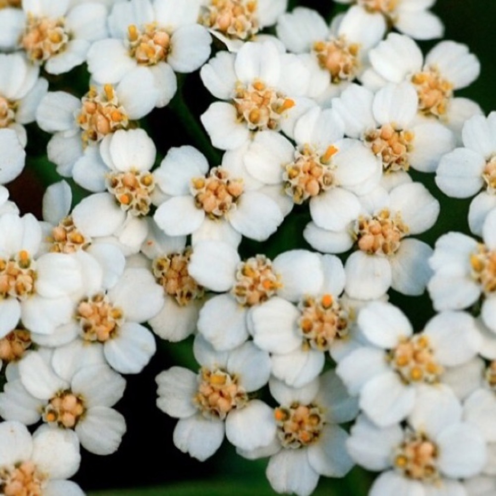 Meet your Posher, Bec