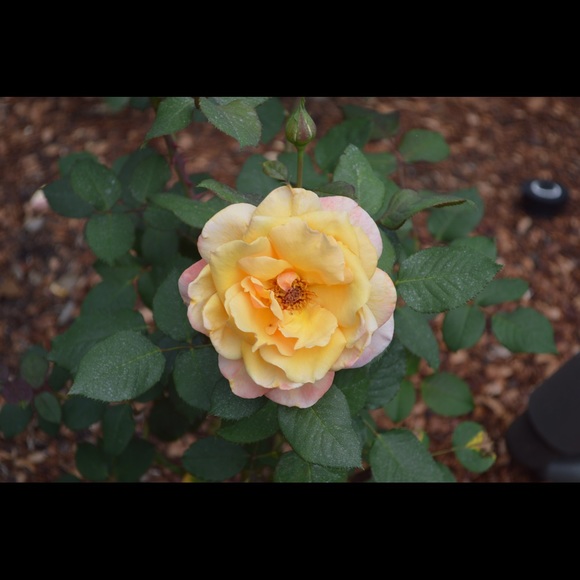 Meet your Posher, Lydia - Picture 1 of 1