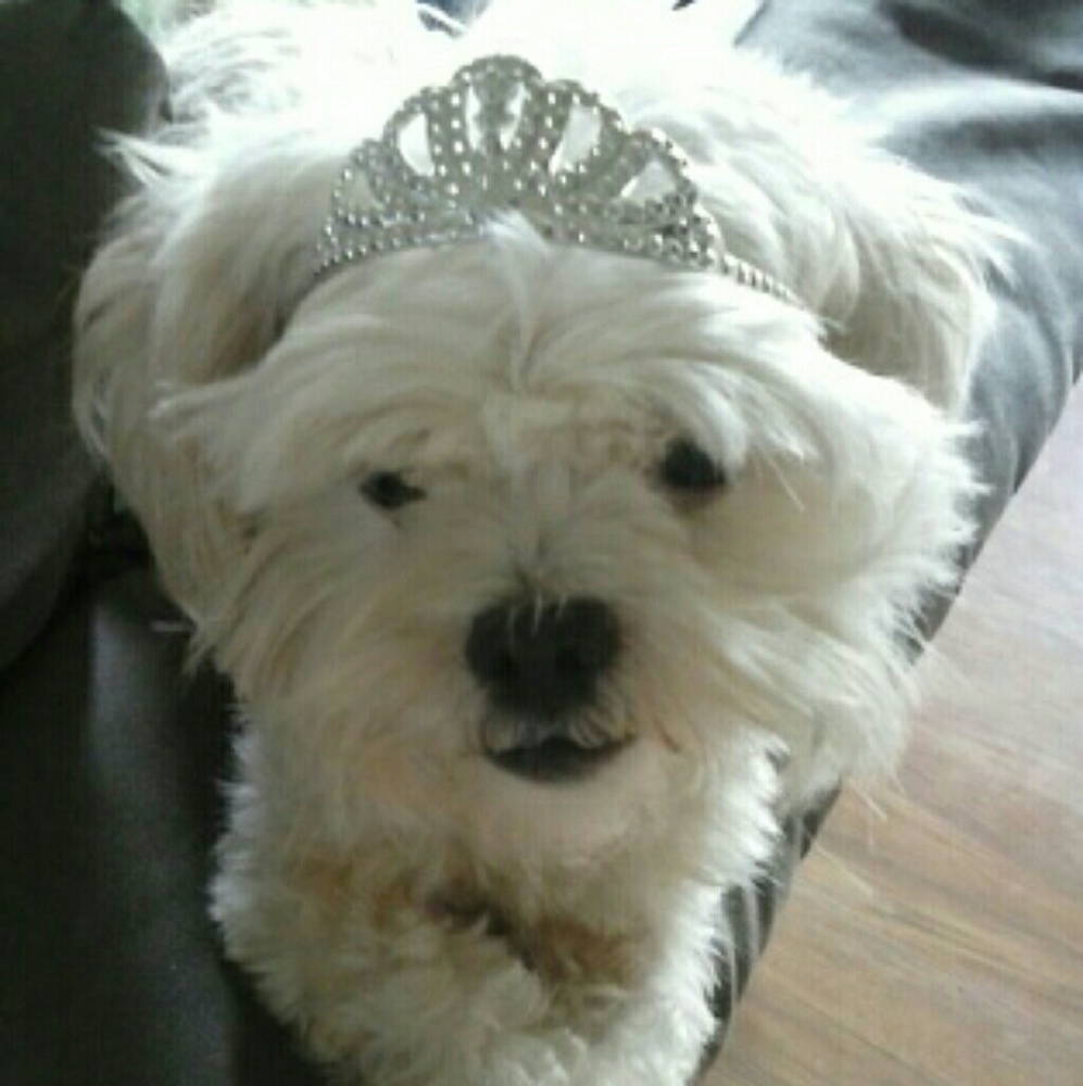 Meet your Posher, Angie