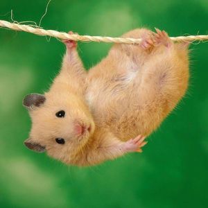 Meet your Posher, Lola