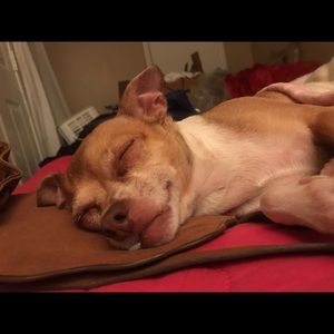 Meet your Posher, Dulce