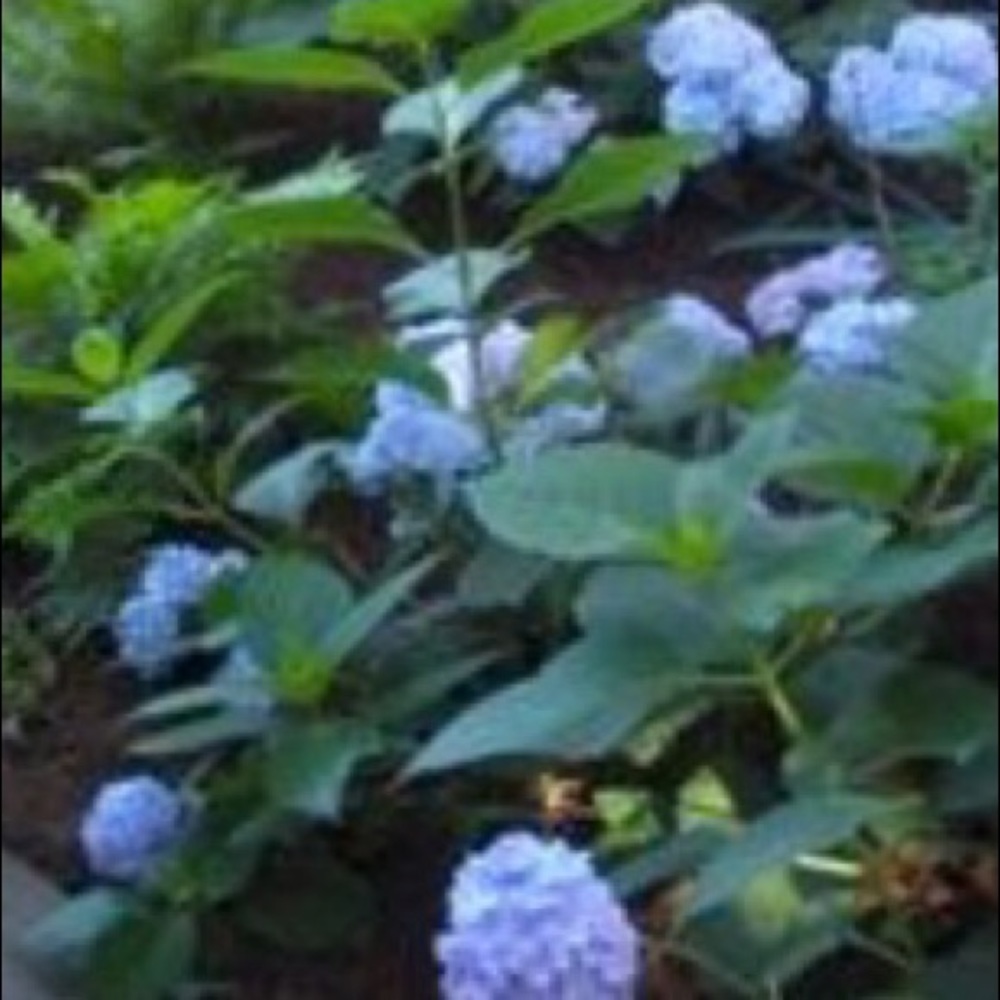 Meet your Posher, Naomi