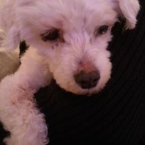 Meet your Posher, Alison