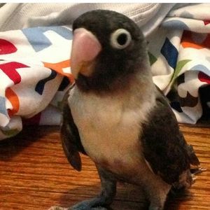 Meet your Posher, Connie