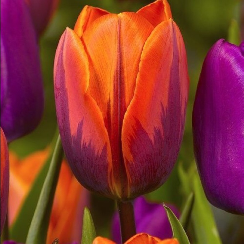 Meet your Posher, Erwin