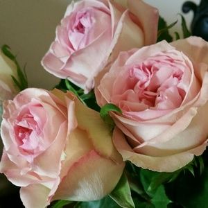 Meet your Posher, Kate