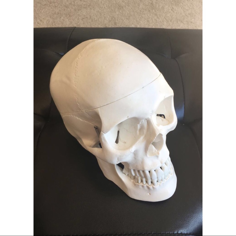 Plastic Medical Study Skull