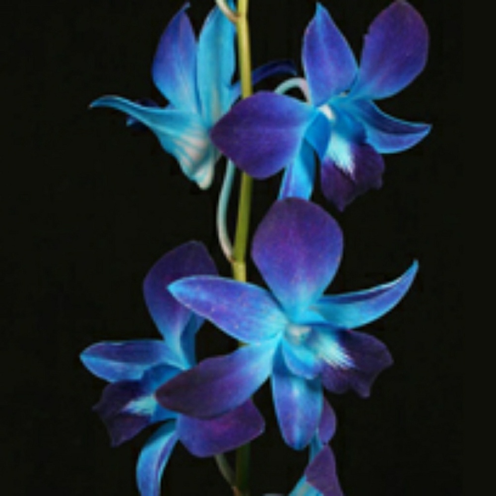 Meet your Posher, Stacey