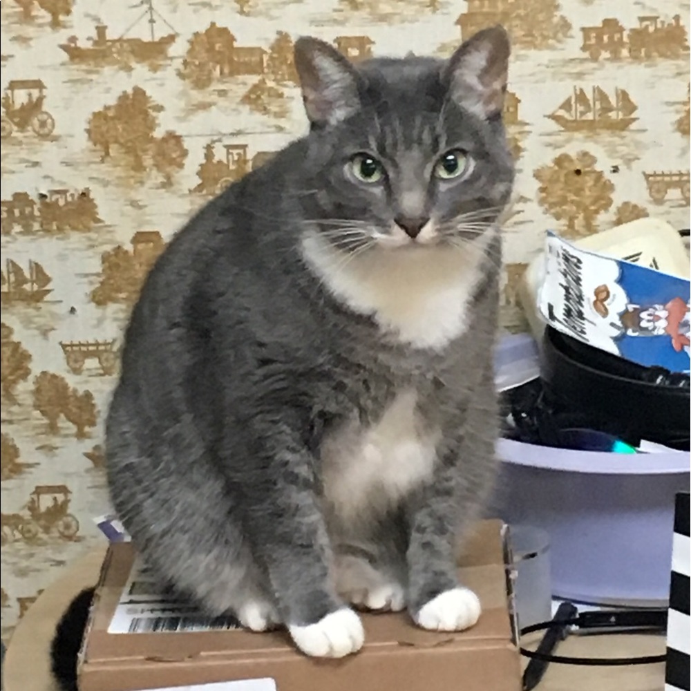 Meet your Posher, Brittany