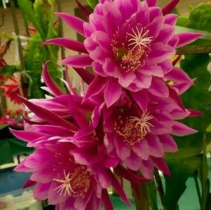 Meet your Posher, Chai