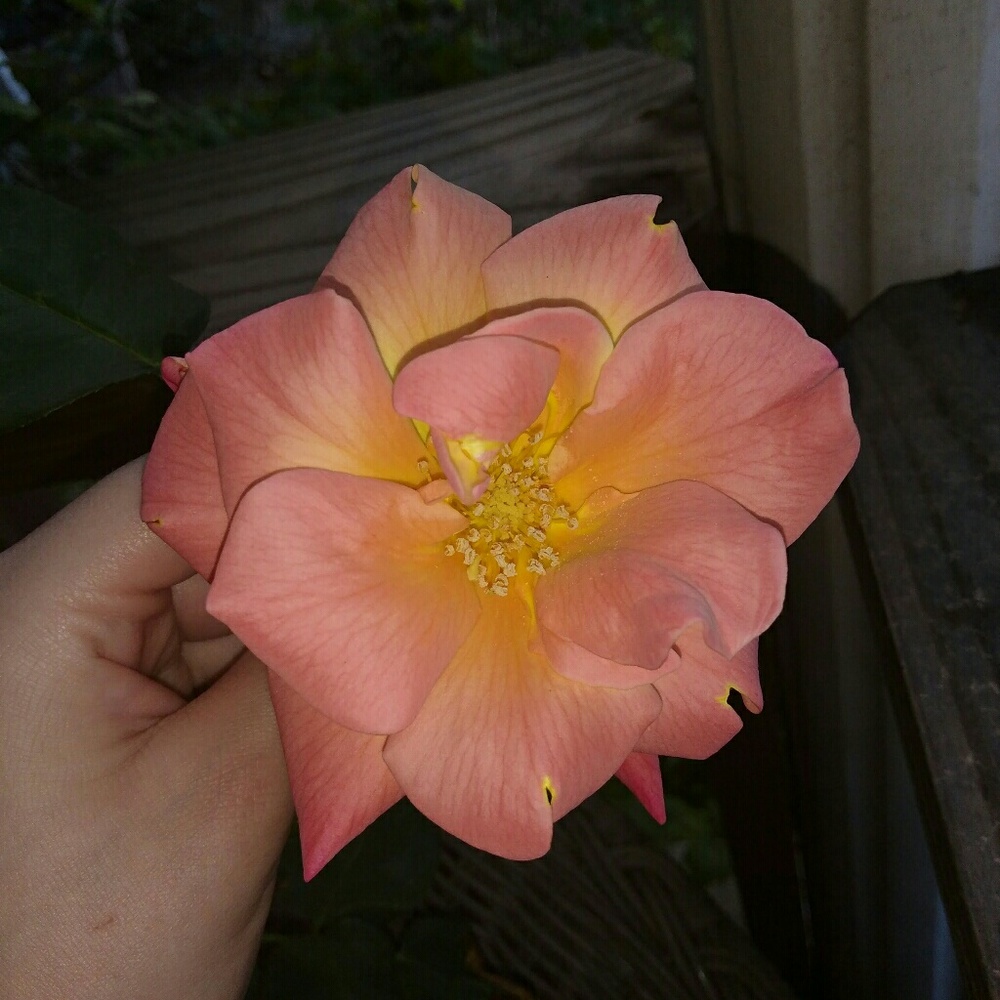 Rose