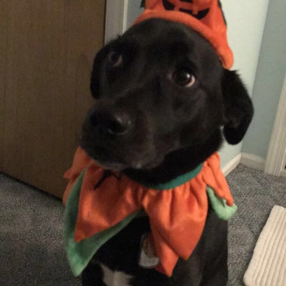 Meet your Posher, Lisa - Picture 1 of 1