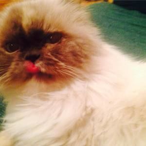 Meet your Posher, Rosalind