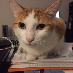 Meet your Posher, Yong