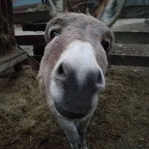 Meet your Posher, Betty