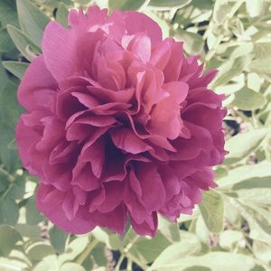 Meet your Posher, Sherry