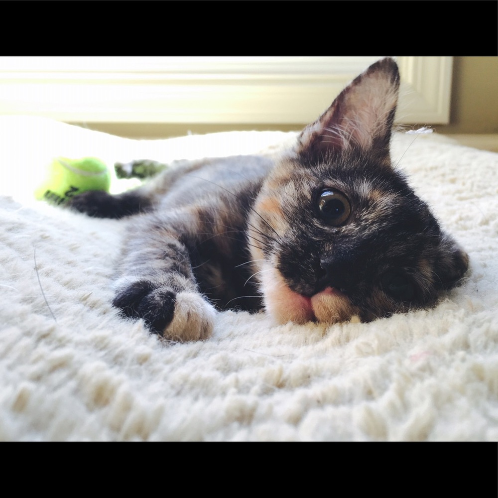 Meet your Posher, Joe