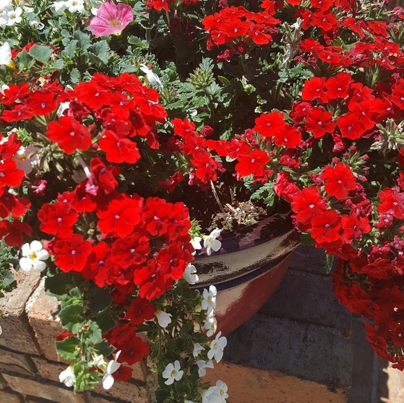 Meet your Posher, Bessie - Picture 1 of 1