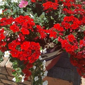 Meet your Posher, Bessie