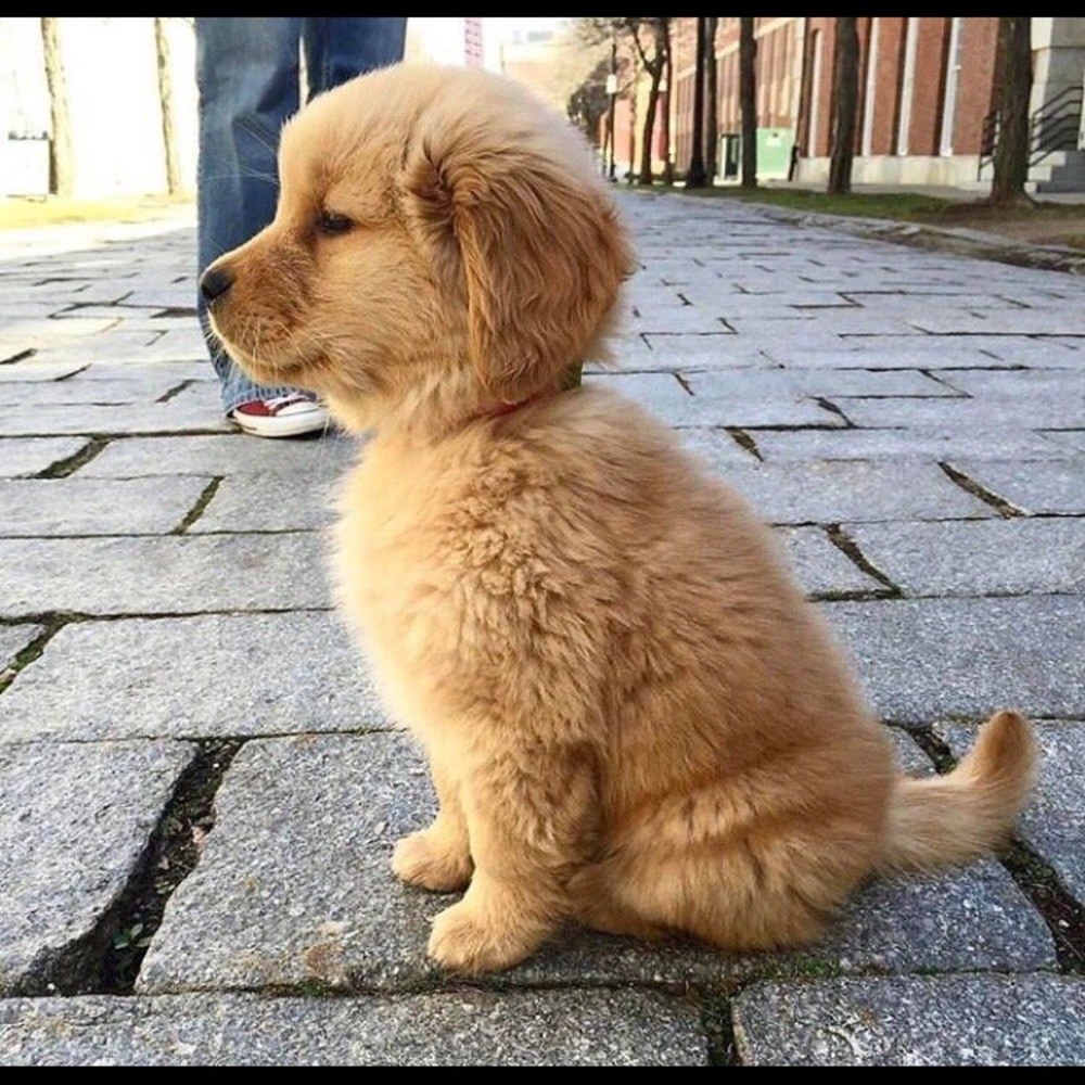 Meet your Posher, Leyla