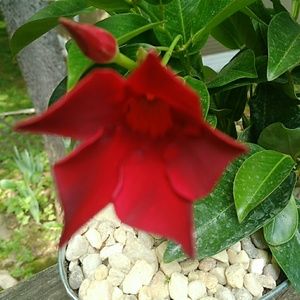 Meet your Posher, Anabel