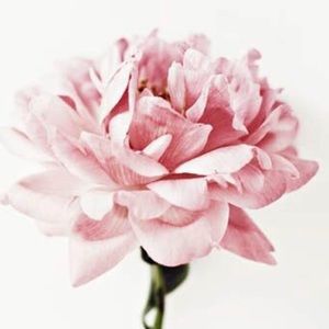 Will Take Any Reasonable Offers! 🌸