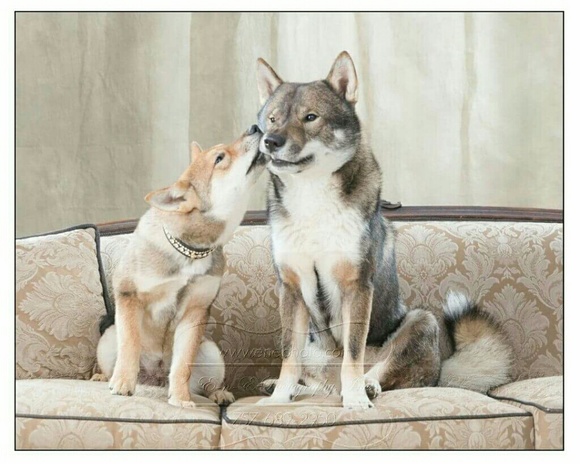 Offer Welcome ♡ - Picture 4 of 4