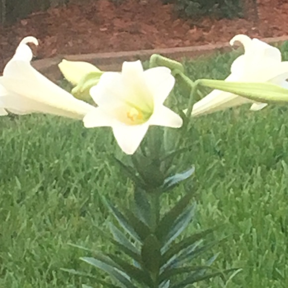 Meet your Posher, Vivian - Picture 1 of 1