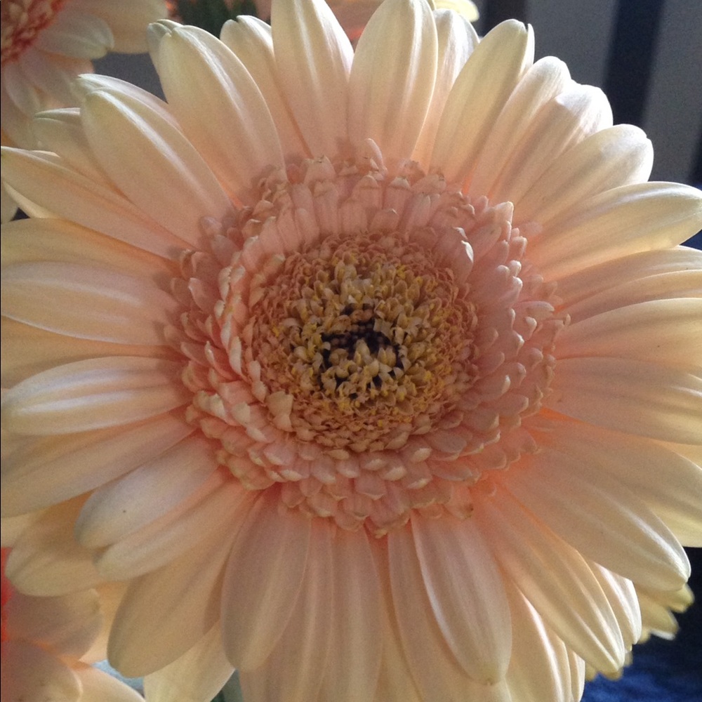 Meet your Posher, Jamie