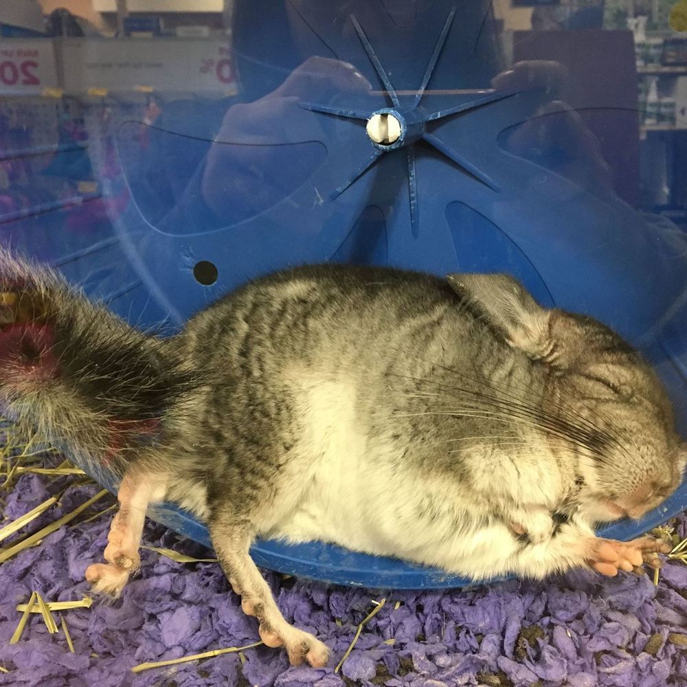 Meet your Posher, Betty